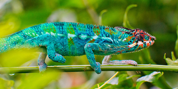 Pourquoi et comment le caméléon change de couleur ?