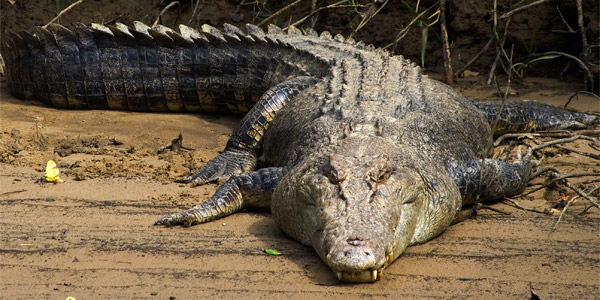 Crocodile - Vikidia, l'encyclopédie des 8-13 ans