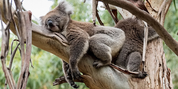 La respiration du koala — Aide-moi à grandir